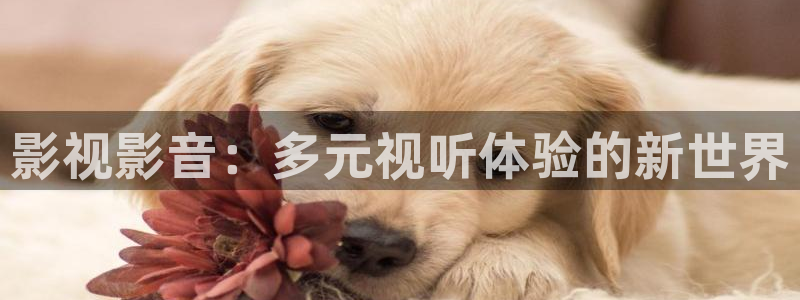 伊人久久久久影院